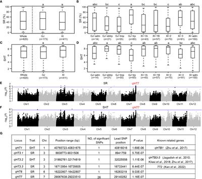 Integrating GWAS and transcriptomics to identify candidate genes conferring heat tolerance in rice